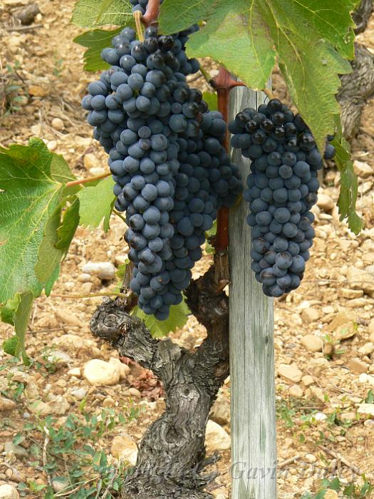 Syrah vine, Hermitage vineyards P1140083.JPG